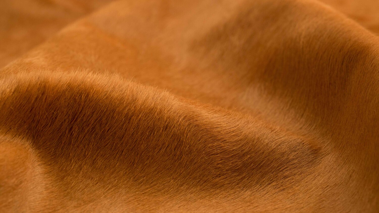 pelle cavallino